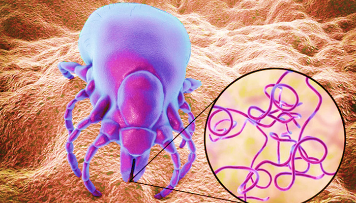 Borrelia bacteria and Lyme disease