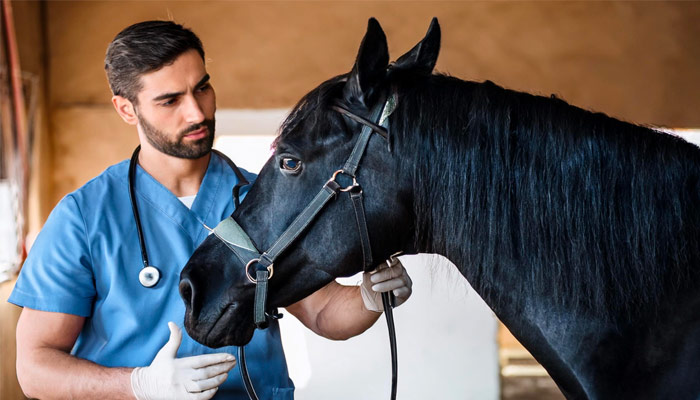 Equine veterinary care