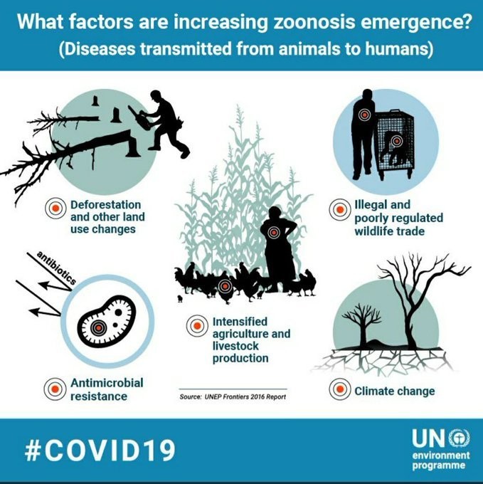 Urbanization has increased the risk of zoonotic diseases in humans [infographic]