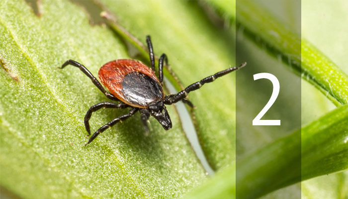 Lyme Diagnostics 2026: part 2, deer tick on leaf